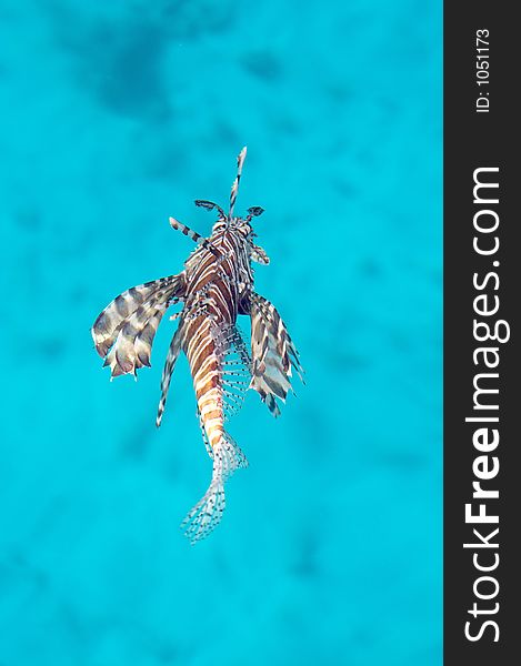 Lionfish at the red sea