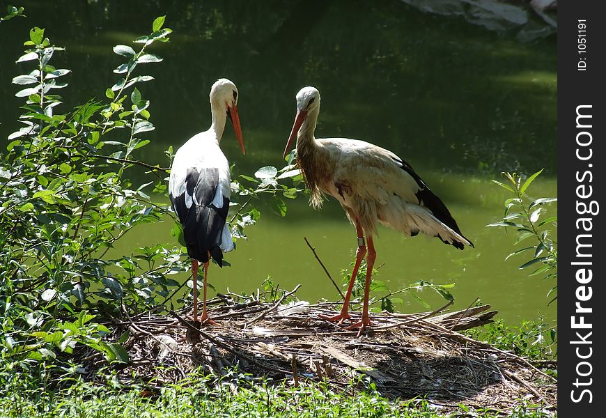 Storks by the pond