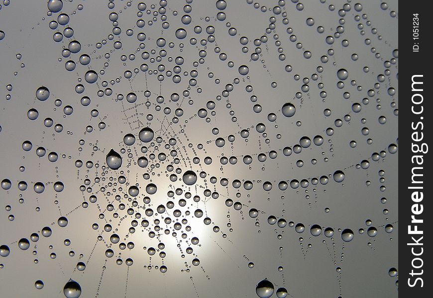 Morning dew on a web. Morning dew on a web.