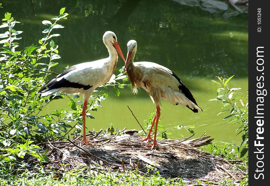 Storks by the pond