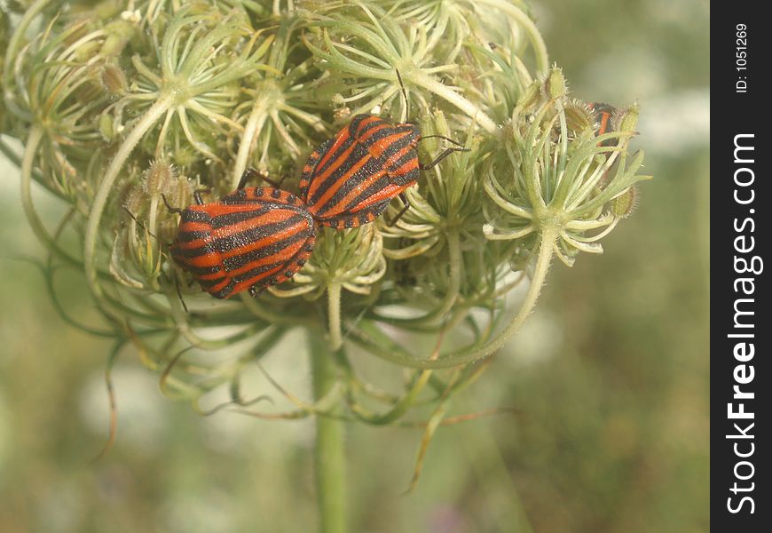 Bugs on plant