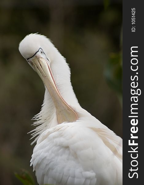 Royal Spoonbill Scratching