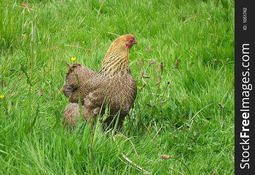 Hens and cockerel outdoors in the green grass. Hens and cockerel outdoors in the green grass
