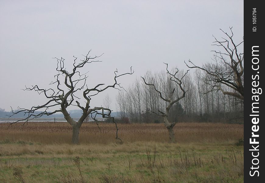 Angular twisted tormented leafless trees in a field. Angular twisted tormented leafless trees in a field.