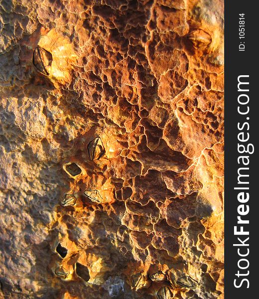 Golden orangle Barnacles, and unusual rock erosion patterns creating a striking image.