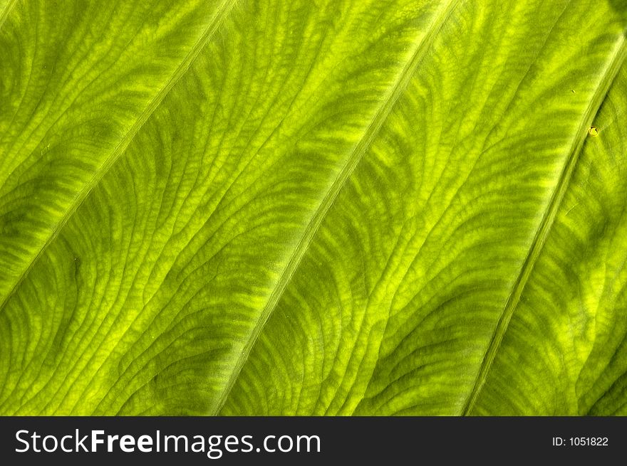 Large veinous plant leaf closeup with strong green color and leaf detail. Large veinous plant leaf closeup with strong green color and leaf detail.