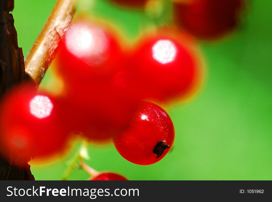 Fresh red currants in the summer sun. (Vaccinium myrtillus). Shallow DOF.