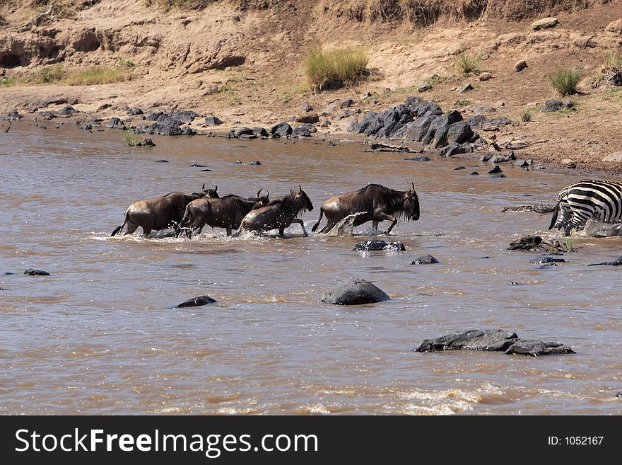 Migration across the Mara River. Migration across the Mara River