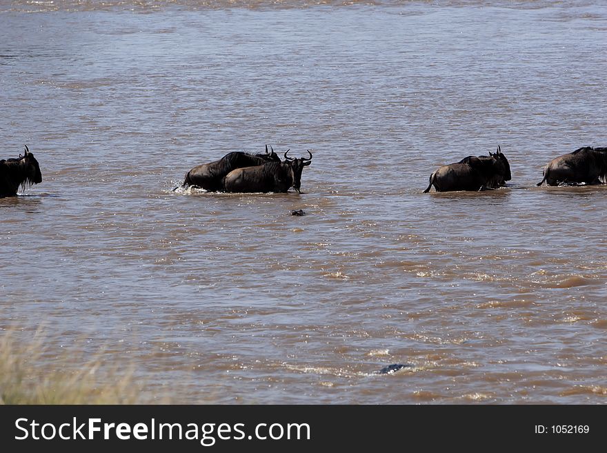 Migration across the Mara River. Migration across the Mara River