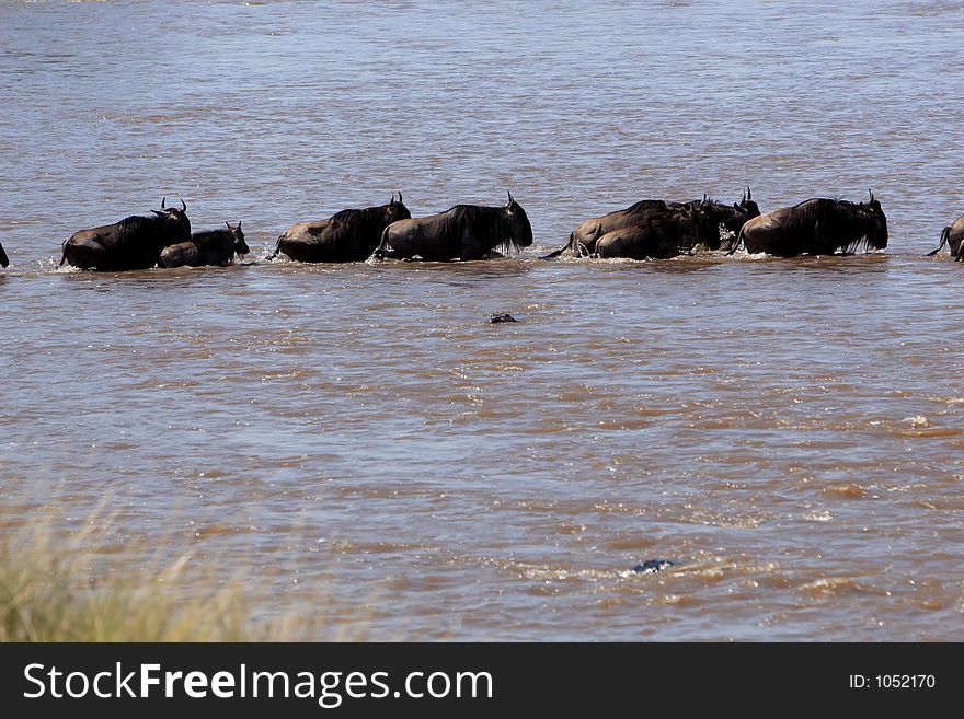 Wildebeests migrating across the Mara River. Wildebeests migrating across the Mara River