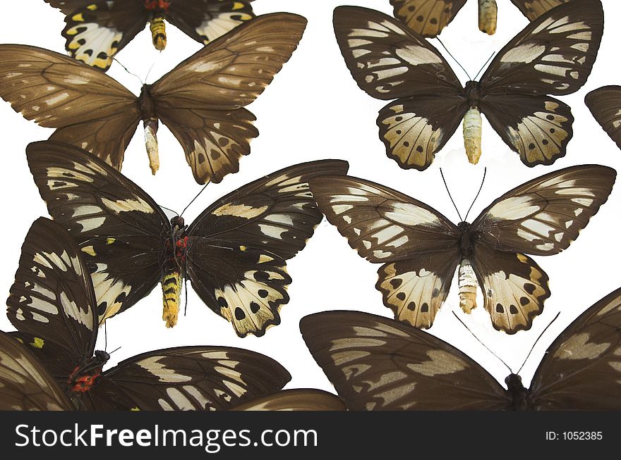 Brown butterflies isolated on a white background. Brown butterflies isolated on a white background