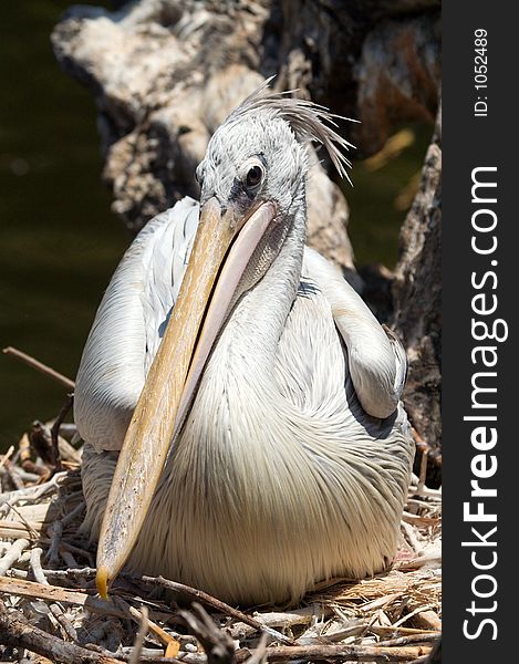 A pelican that appears to be sitting on its nest.