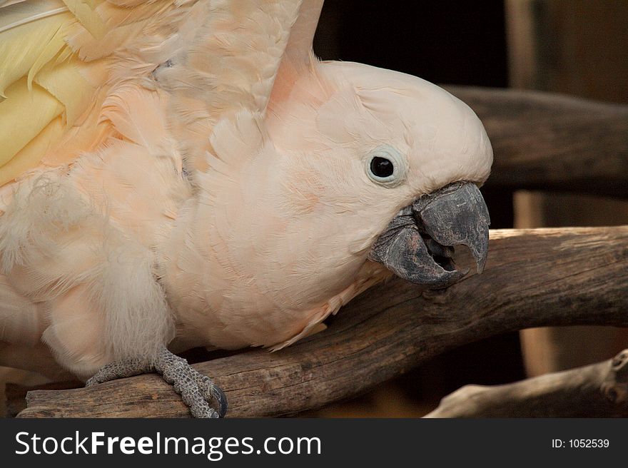 Moluccan cockatoo posed on a branch.