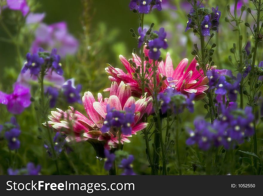 Wild Flowers