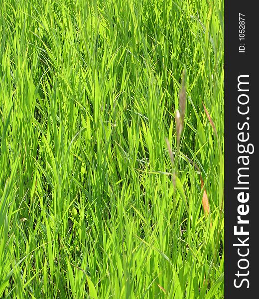 Green grass background.