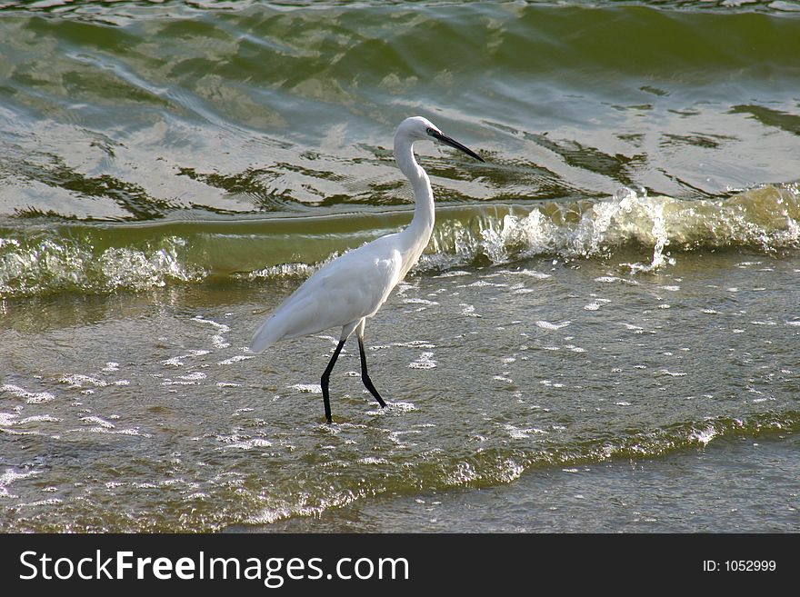 A little egret is searching for food on the shore of the Yarkon River in Israel