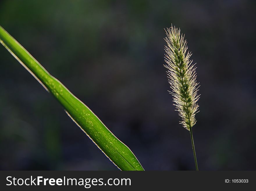 Grass on the dew