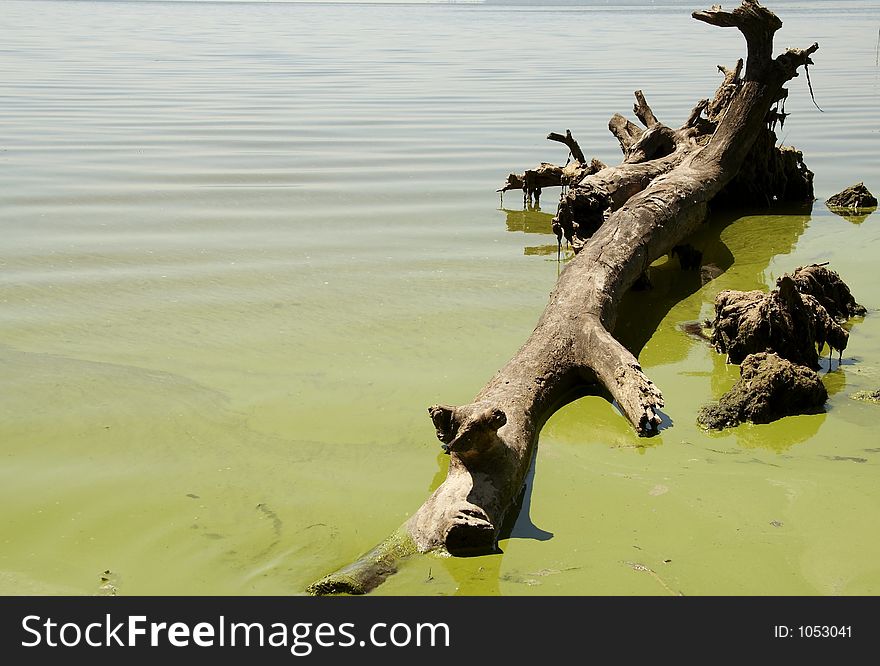 Green Water And Wood