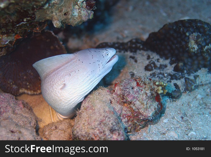 Grey Eel coming out of a small coral head....