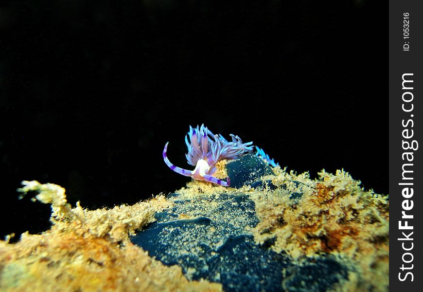 Front shot of a Pteraeolidia ianthina. Front shot of a Pteraeolidia ianthina