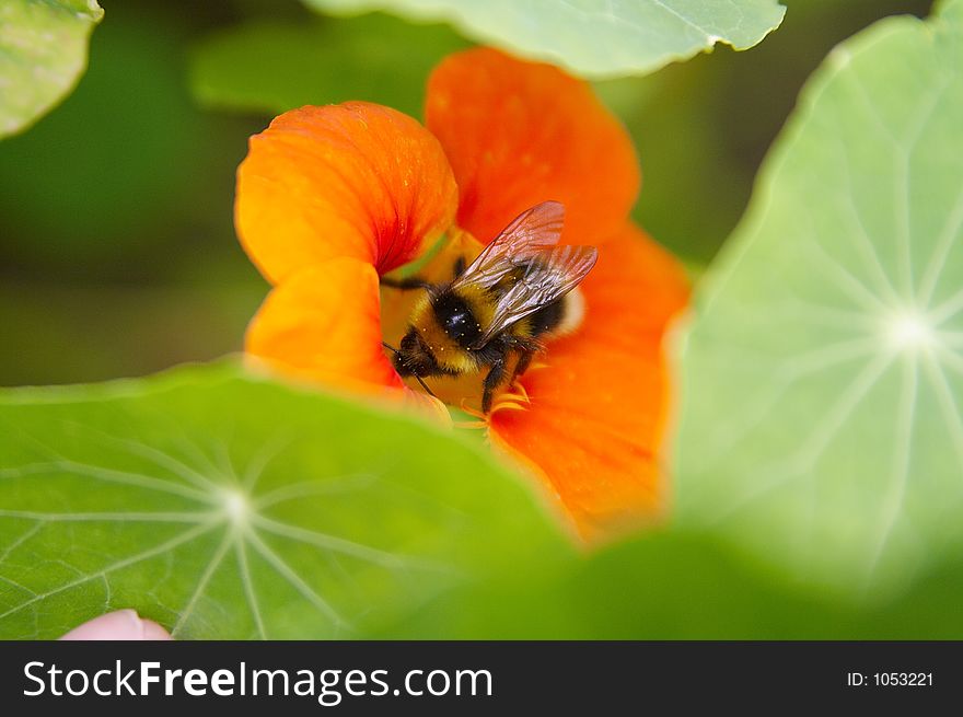 A bumblebee at the flower