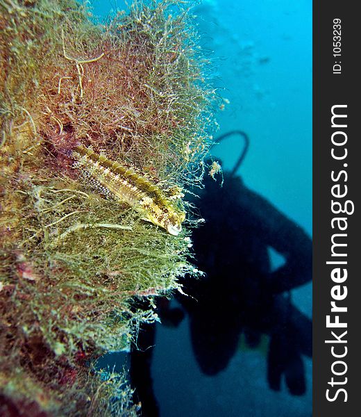 This fish takes refuge in the colony of softcorals growing on a rope. This fish takes refuge in the colony of softcorals growing on a rope