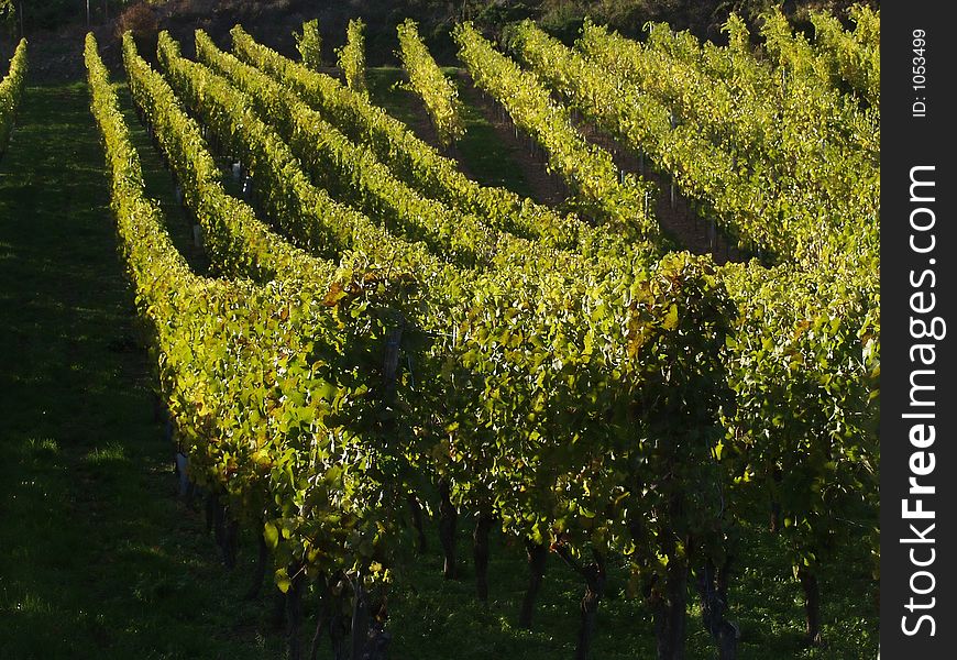 In the  alsacian vineyards in autumn in the countryside a sunny day