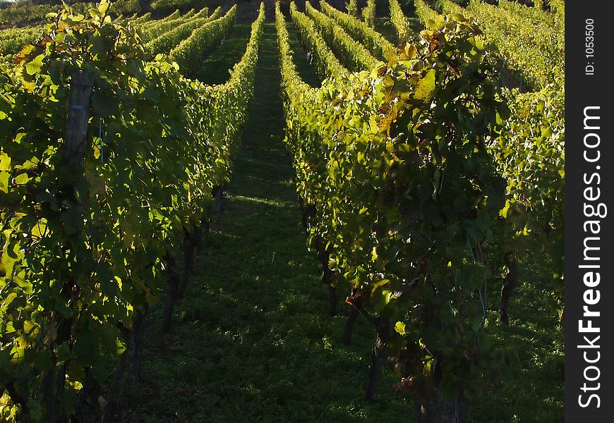 In the  alsacian vineyards in autumn in the countryside a sunny day