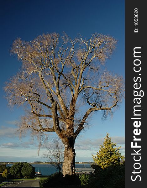 Mature tree leafless against blue sky. Mature tree leafless against blue sky