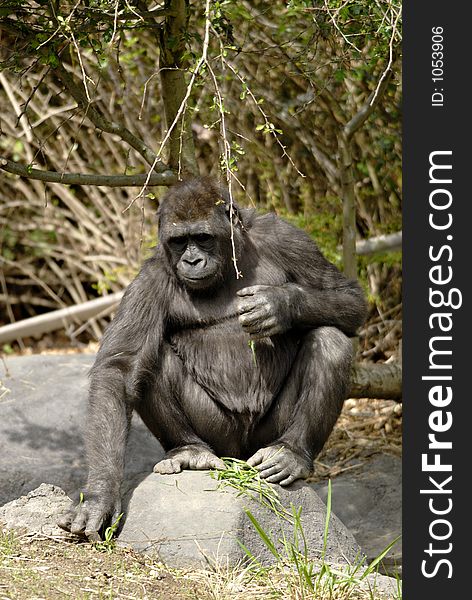 Gorilla Meditation