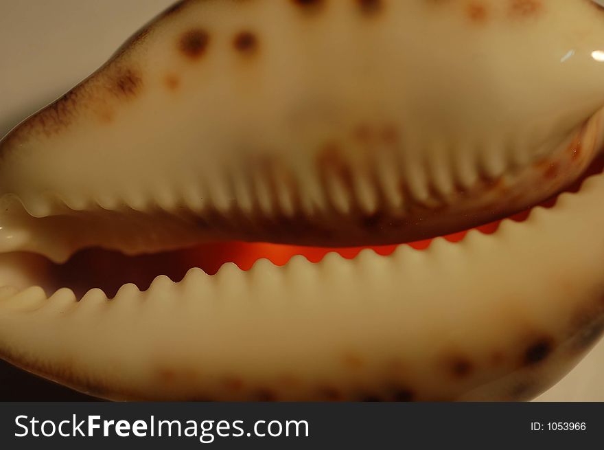 Close-up of a sea-shell