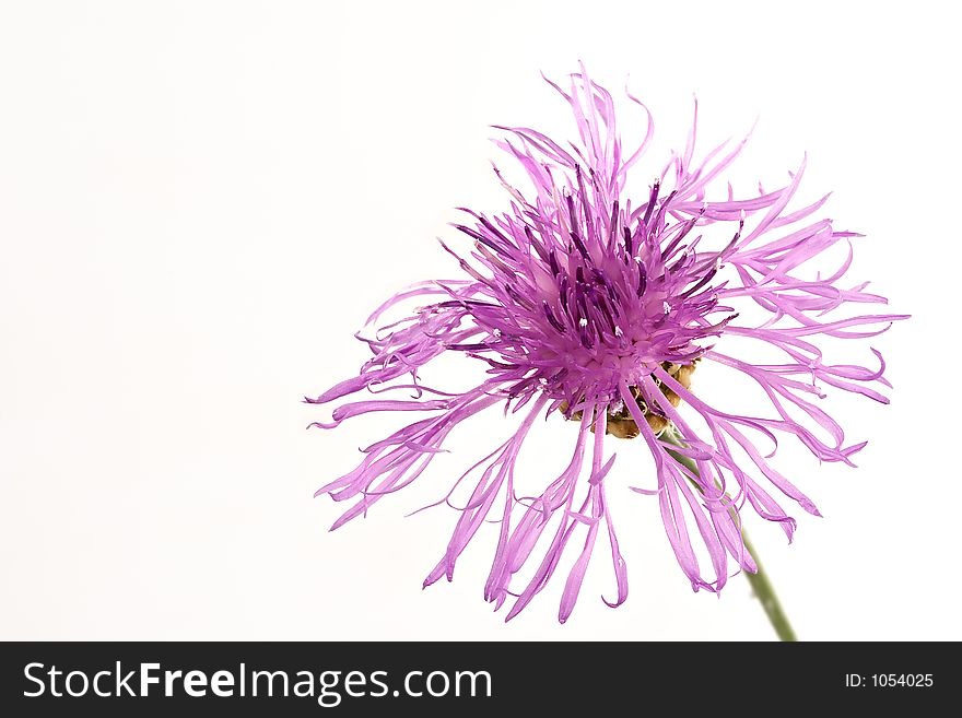 Flower of a thistle isplated