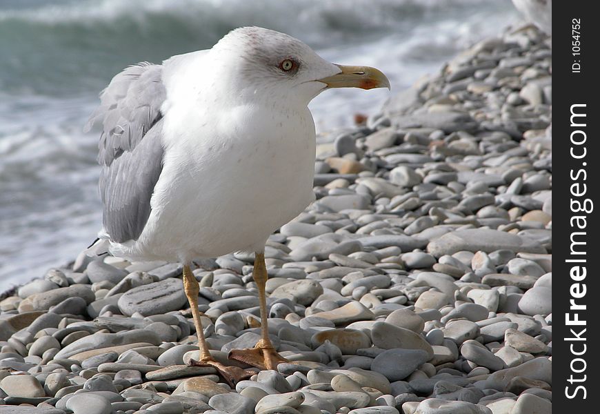 The seagull at coast of Black sea