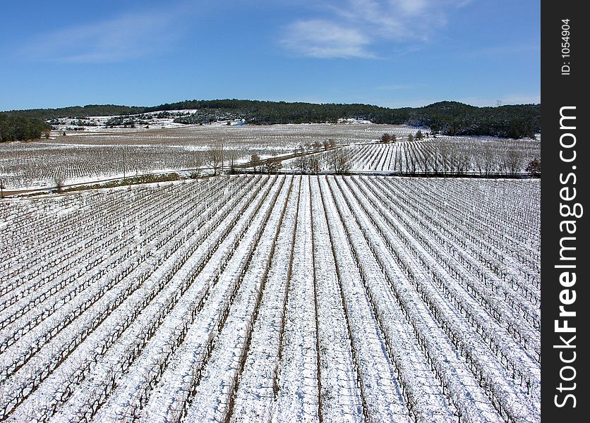 A vineyard in the Provence. A vineyard in the Provence