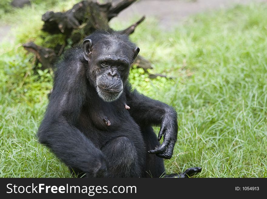 Female Chimp. Female Chimp