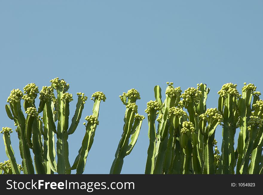 Cactus with blue sky