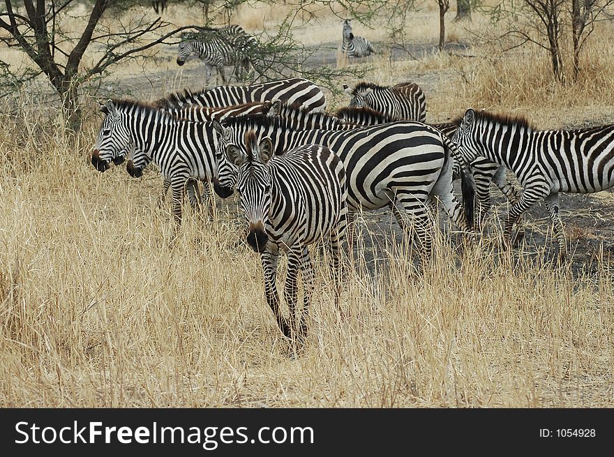 Zebra in Tanzania. Zebra in Tanzania