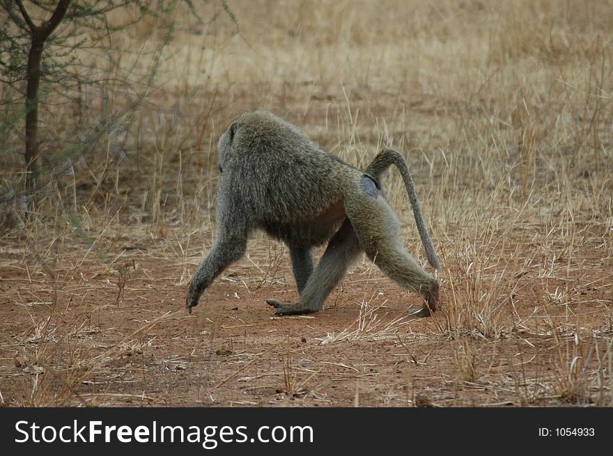 Monkey In Tanzania