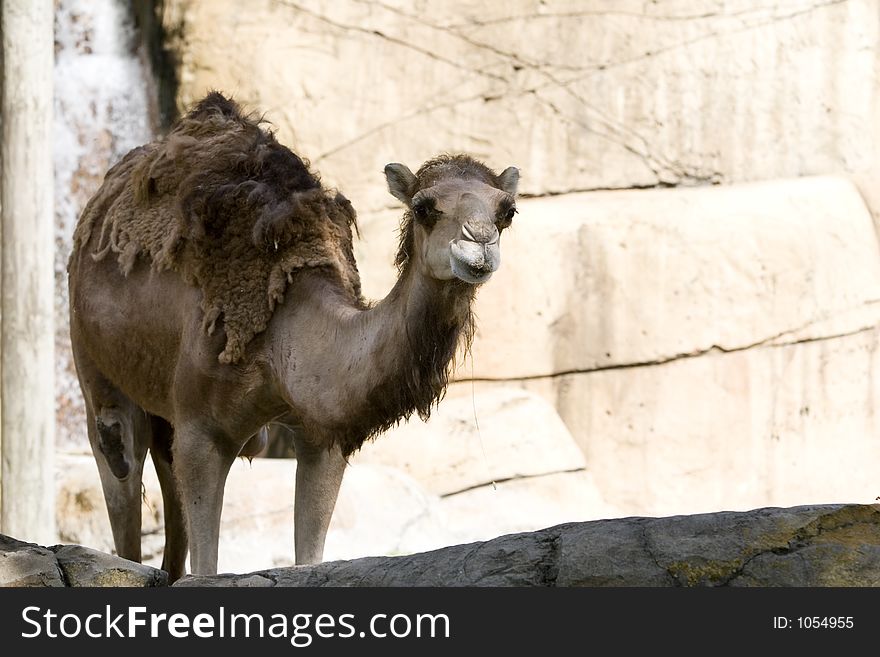 Dromedary Camel