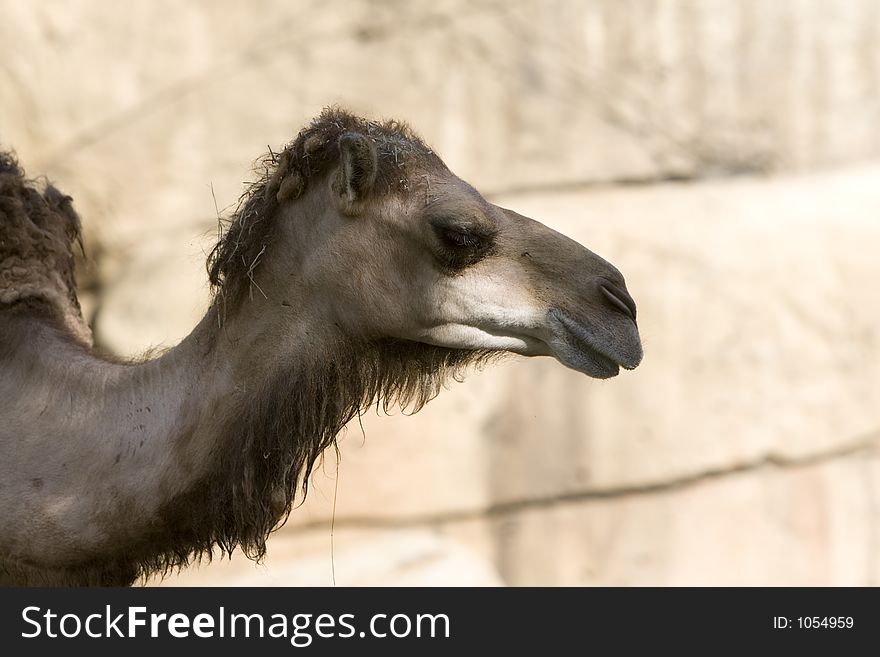 Dromedary Camel