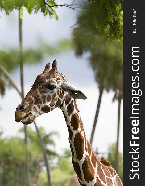 African Giraffe