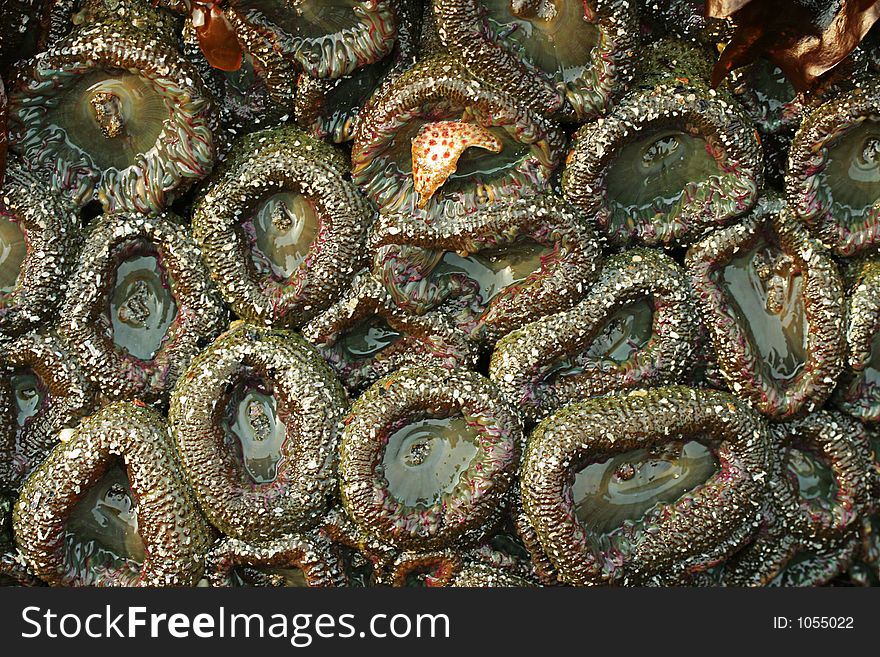 Green sea anemone, Brookings, Oregon. Green sea anemone, Brookings, Oregon