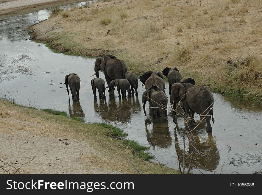 Elephants for a stroll in Tanzania. Elephants for a stroll in Tanzania