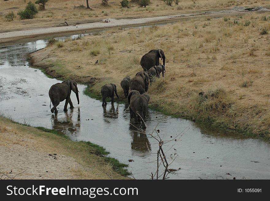 Elephants for a stroll in Tanzania. Elephants for a stroll in Tanzania