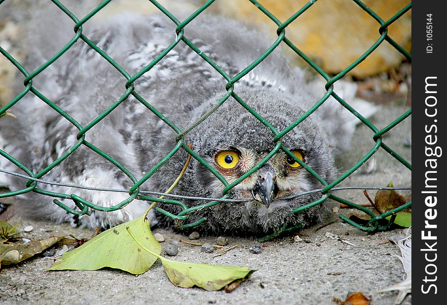 Owl nestling 2