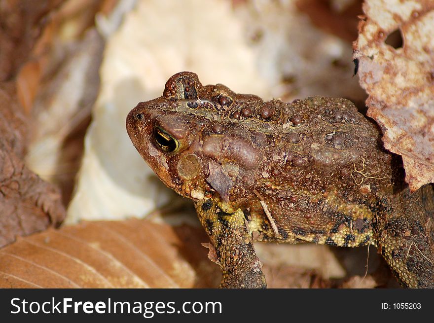 A toad on the forrest floor. Looking for cover in the leaves.