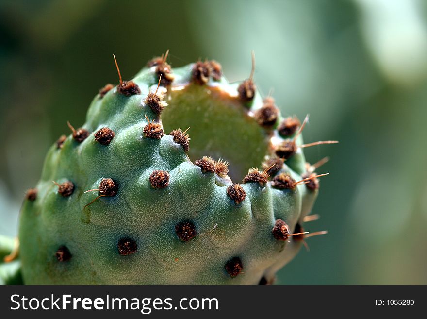 Cactus and prickles. Cactus and prickles