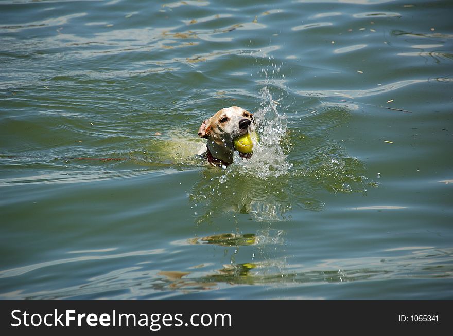 Jack Russell Terrier dog retrieving a tennis ball. Jack Russell Terrier dog retrieving a tennis ball