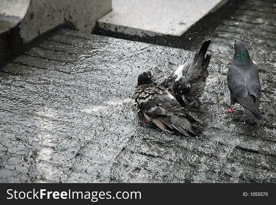 Pigeons taking bath. Pigeons taking bath