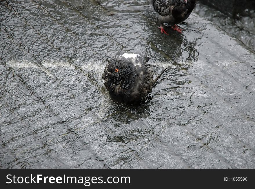 Pigeon taking bath. Pigeon taking bath